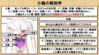 小腸の解剖学及び生理学に関する知識  ～No.34 理学療法士国家試験対策　シリーズ～