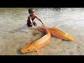 Traditional Hand Fishing Video.  Little Boy Catching Fish By Hand in Bill Water.