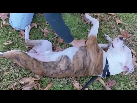 Video: Kabul Edilebilir Köpek Sadece Bir Fransız Accent Yanıtlar. Oui! C'est Vrai!