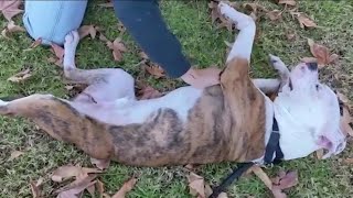 Change a Pets Life Day with the San Diego Humane Society