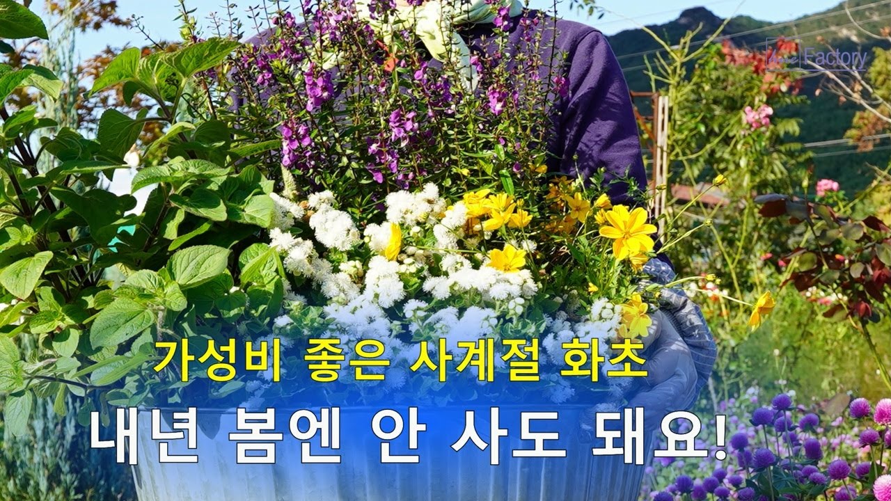 겨울에도 꽃 보는 가성비 좋은 화초 관리/서리 대비 가드닝/아름답고 풍성한 가을정원/Cost-effective plant care in winter/Fantastic Garden