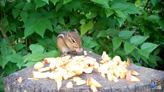 Cute Chipmunk dines on delicious diced apple 🍎🐿️🥰