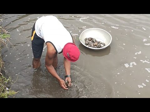 Fresh Water Shellfish - YouTube