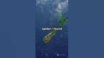 🕷️ Fatal Bite The UK Spider That Just Moved into NZ #Shorts #YouTubeShorts #TrendingNow #NewZealand