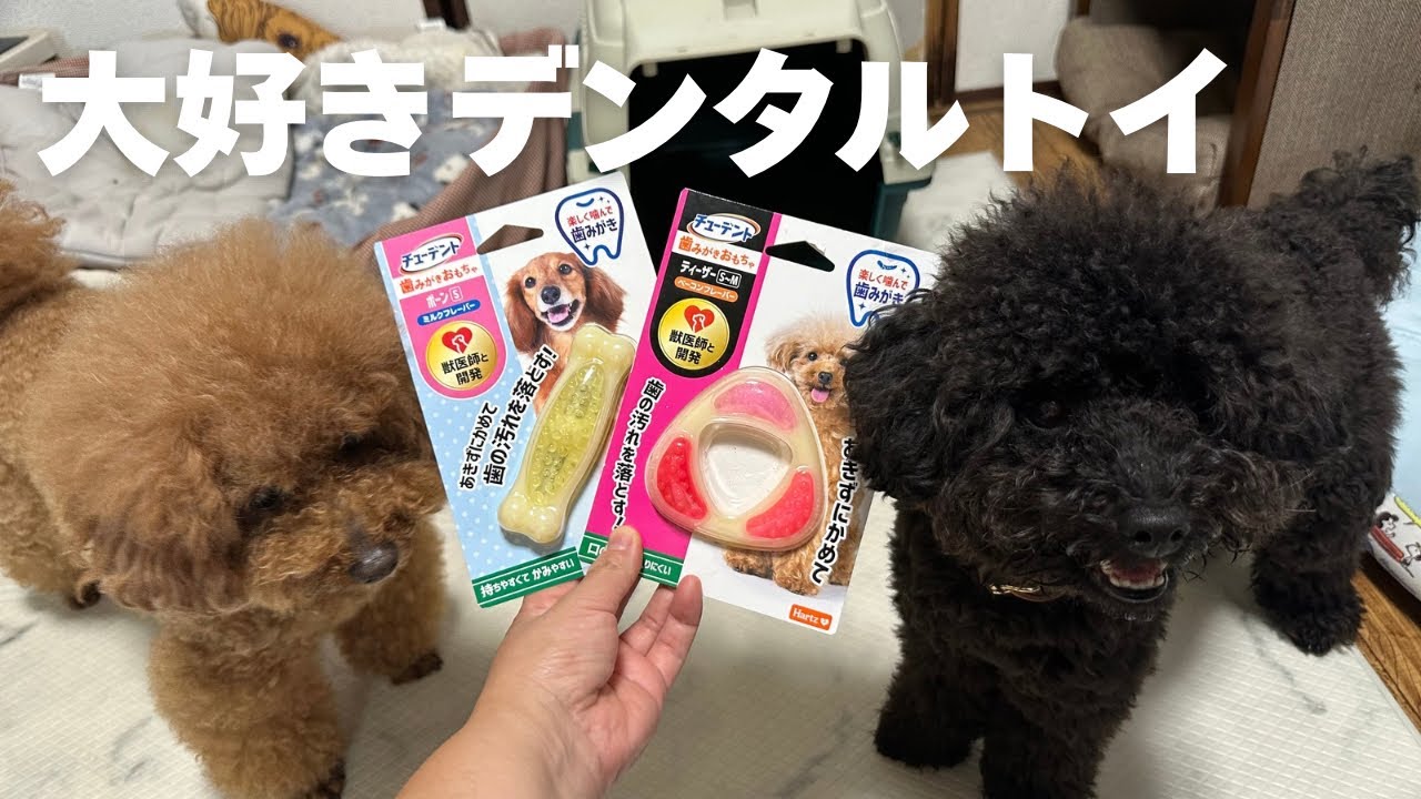 可愛い物好きさん集ま〜れ❤︎\"バードセンサ付きウェルカムボード専用です‼️ Amazon | 【Eesu cos】ハート型ディスプレイ ゲストブック 芳名