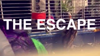 Snapchat - Dr. Evil, Hamster Escape Plan