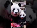 Baby panda caught snacking on dragon fruit #panda 🐼🥰#trending #cute #cutepanda