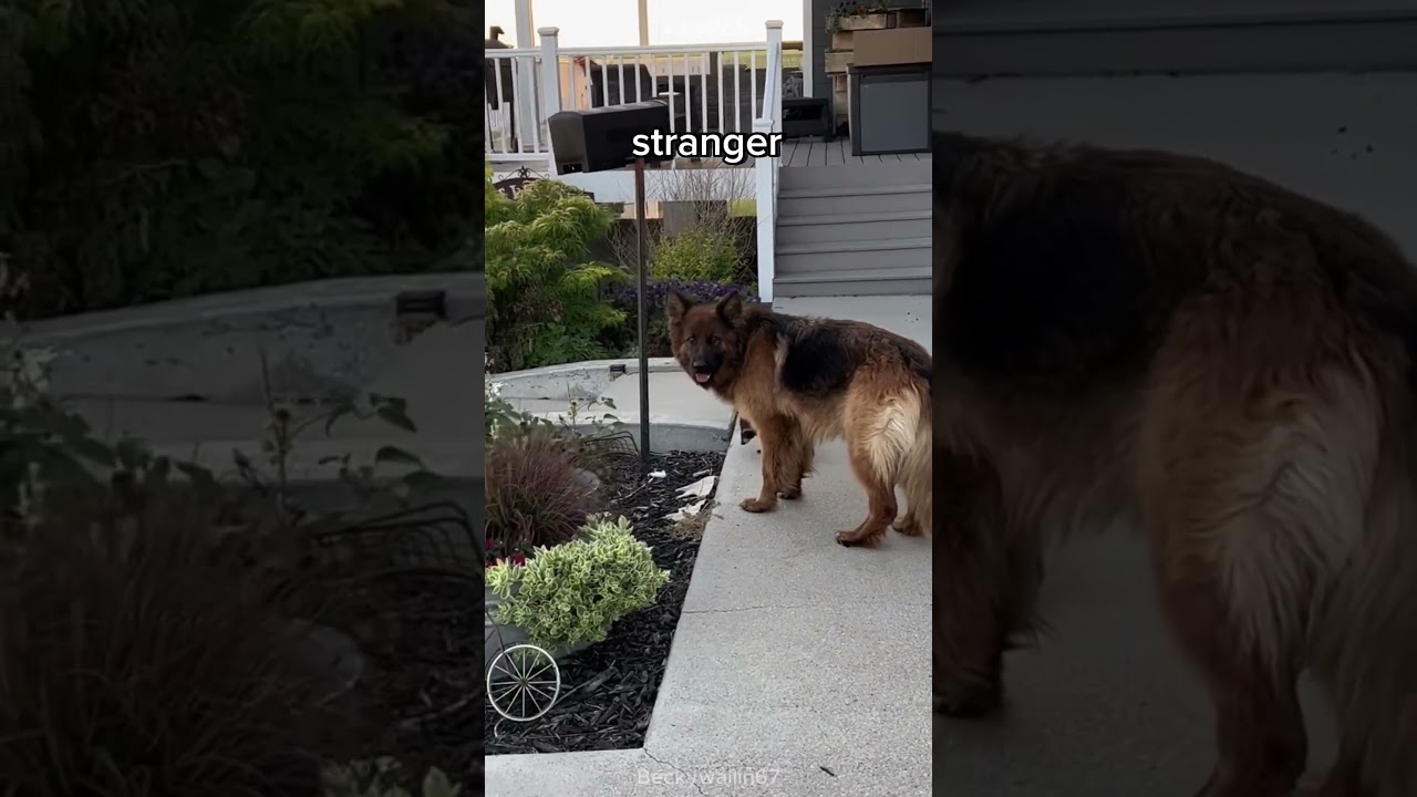 This dog surprises his owner again 🥺 #shorts