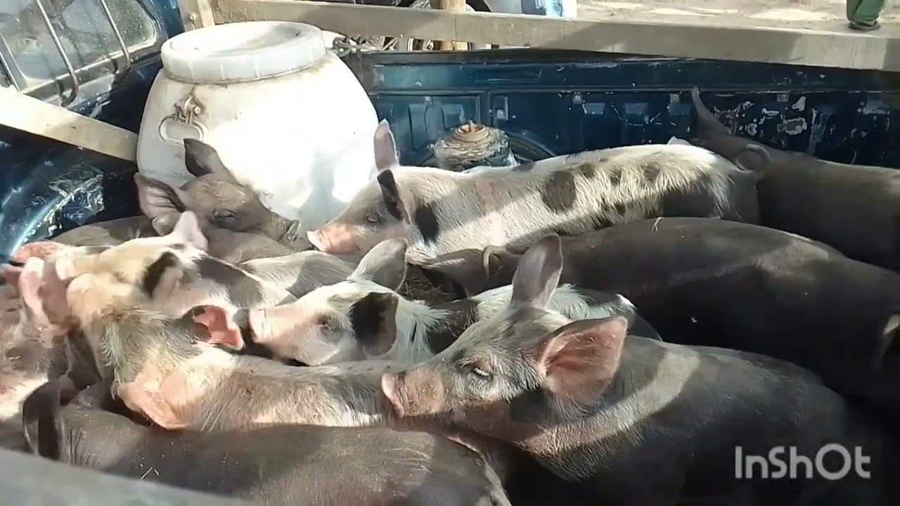 Voltamos a feira de gado pocinhos pb 22/02/26