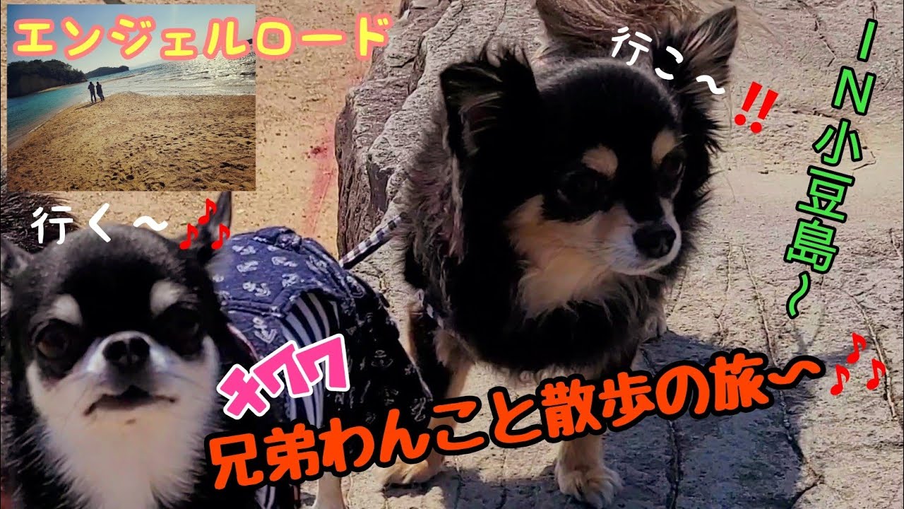 チワワ兄弟 お出かけ 4k画質対応 小豆島観光地 散歩コース開拓日記 小豆島観光 チワワ犬散歩ブログ 魔女の宅急便ロケ地 Youtube チワワ兄弟 お出かけ 4k画質対応 小豆島観光地 散歩コース開拓日記 小豆島観光 チワワ犬散歩ブログ 魔女の宅急便ロケ地 Youtube