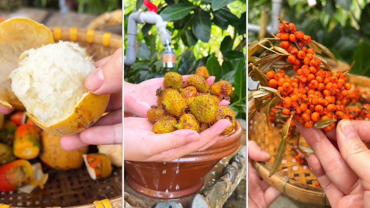 Thử la hán tươi, lê rừng Quý Châu Trung Quốc, và hắc mai biển #catlai 