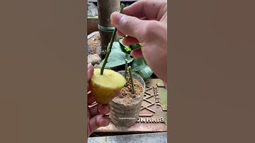 Try rooting roses with potatoes and the end #shorts