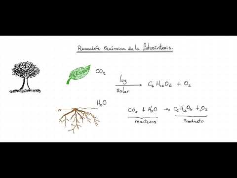 Video: ¿Cuál de estos es un reactivo en la fotosíntesis?