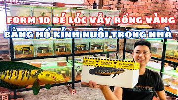 Form 10 Bé Cá Lóc Vẫy Rồng Vàng Yellow Sentarum Form Hồ Kính Trong Nhà