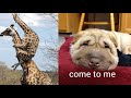 funny animals #42