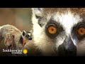 view Rival Lemurs Battle it Out for a Piece of Prime Territory 🏝 Gangs of Lemur Island | Smithsonian digital asset number 1