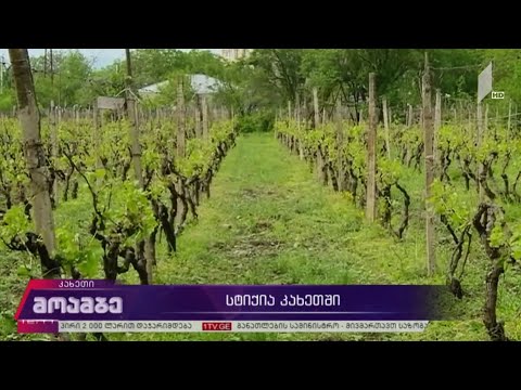 კახეთში სტიქიის შედეგებს ითვლიან