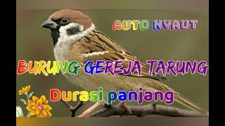 Langsung Nyaut, MASTERAN GEREJA TARUNG, Durasi Panjang.. #kicaujemberchanel , #kicaumaniaindonesia #