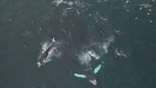 Orcas & Humpback whales are feeding together drone
