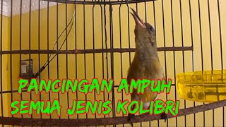 HITUNGAN DETIK PASTI KONIN NYAUT & GACOR ! Pancingan Singkat Kolibri Ninja Bahan, Terapi Konin Ijoan