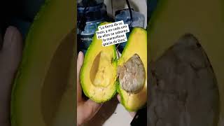 #aguacate #palta #maravillasdelmundo