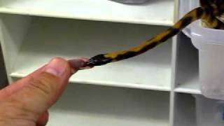 Ringed Python Video 001, David Barkasy, REPTILESTOGO.COM Net Worth