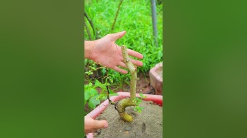 Cách Trồng Duối Không Bầu Sống 100%