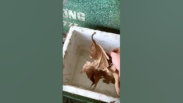 Cách Tạo Trùn Cỏ, Cho Betta Con #shorts #cabaymau #guppies #fish #guppyfish #guppy #bettafish