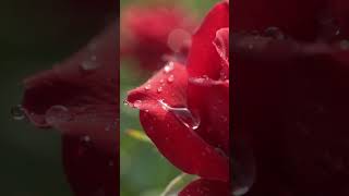 Macro Beauty: The Secret Life of a Red Rose