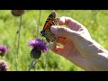 Safely catch monarchs for tagging without a net