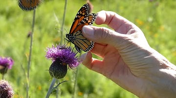 Safely catch monarchs for tagging without a net