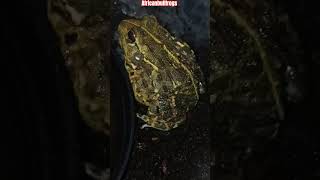 #africanbullfrog #pixiefrog #bullfrog #frogs #frog #water #predator #bigfrog #bighungry #hungry #pet