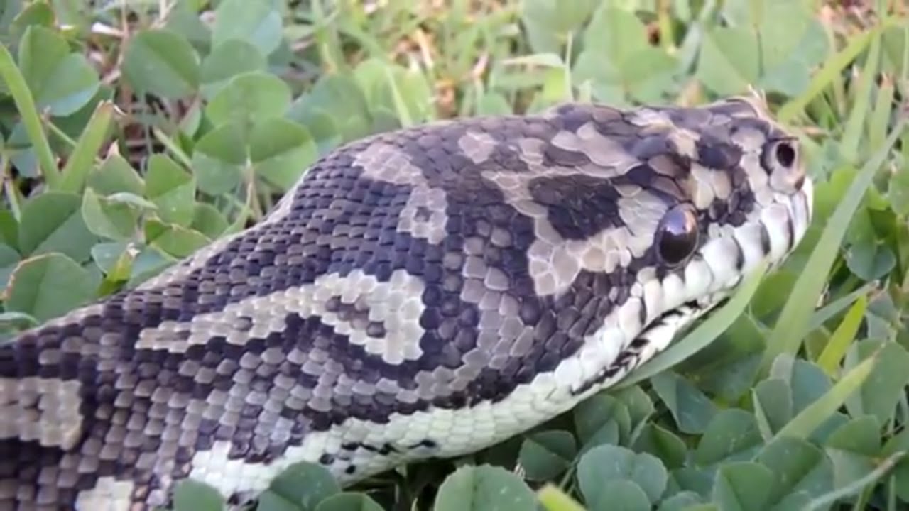 caring for rat snakes A Little Way To Go For My Snake Lacy To Heal (Update)