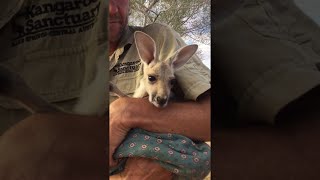 orphan baby kangaroo loves her pouch || viralhog