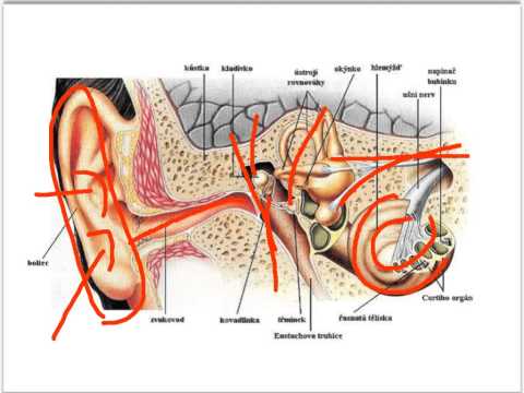 Video: Sluchový Orgán - Struktura, Funkce, Nemoci, Léčebné Metody