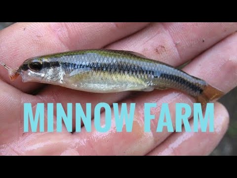 Making Minnow Farm ( Illegal??) Cops got me.