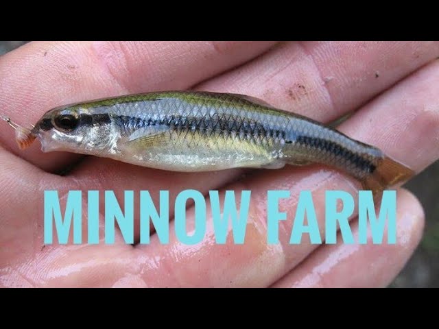 Making Minnow Farm ( Illegal??) Cops got me. 