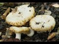 Грузди - мечта ГРИБНИКА! За грибами В ЛЕС! В лес ПО ГРИБЫ!