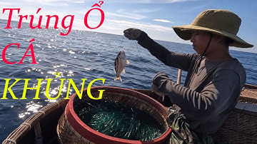 Một Ngày Giăng Câu Trúng Nhiều Cá Lớn | Chuột Miền Biển