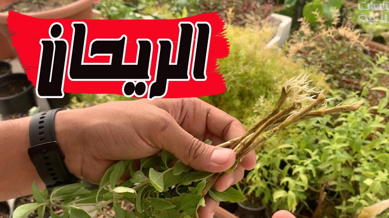 كل طرق زراعة  الريحان  || اسهل طريقة التجذير في الماء