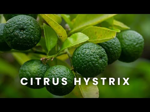 Citrus Hystrix | One Leaf, Two Lobes, and a Name With a Complicated History