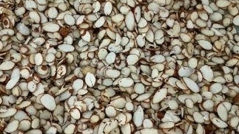 Almond Peanut Slice Cutting Machine From cara@machinehall.com  Whatsapp 008613015518550