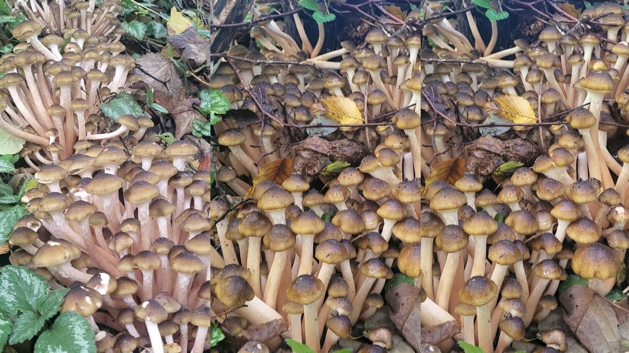 เจอดงเห็ดขอนสน Honiggelber Hallimasch อ่อนๆก่อใหญ่ๆสวยงามมากจร้า 21.10.2024