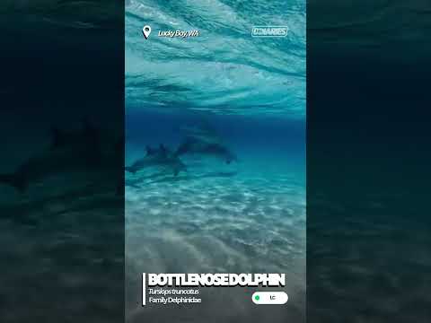 Bottlenose Dolphin