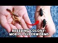 Best Way To Get a Morio / Superworm To Pupate! (+ Setting Up A Breeding Colony)