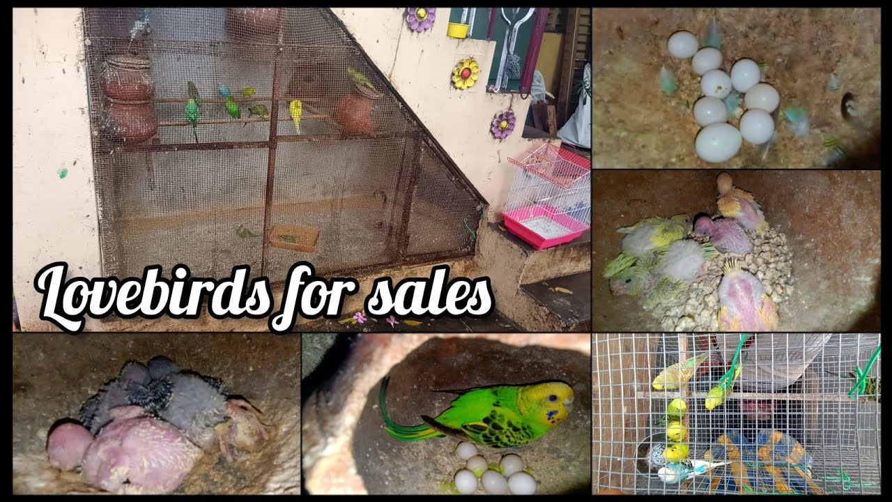 lovebirds for sales in our aquarium Tamil //smart birds YouTube