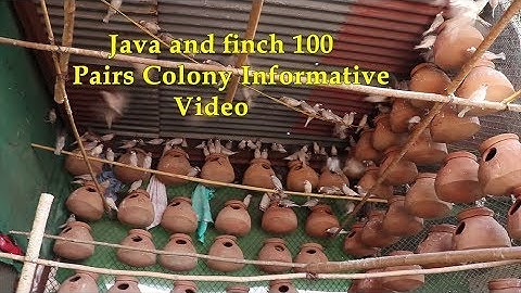 Java and Finch 100 Breeding Pairs Colony and Cage Visit Informative Video in Urdu/Hindi.