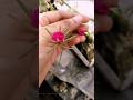 flower🌸 #shorts #shortvideo #viral #trending #music #song #youtubeshorts #short #viralvideo #yt #fyp