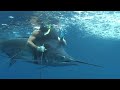 WORLD RECORD {Pacific Blue Marlin} Speared while freediving