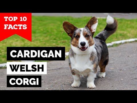 Video: Cardigan walisisk Corgi